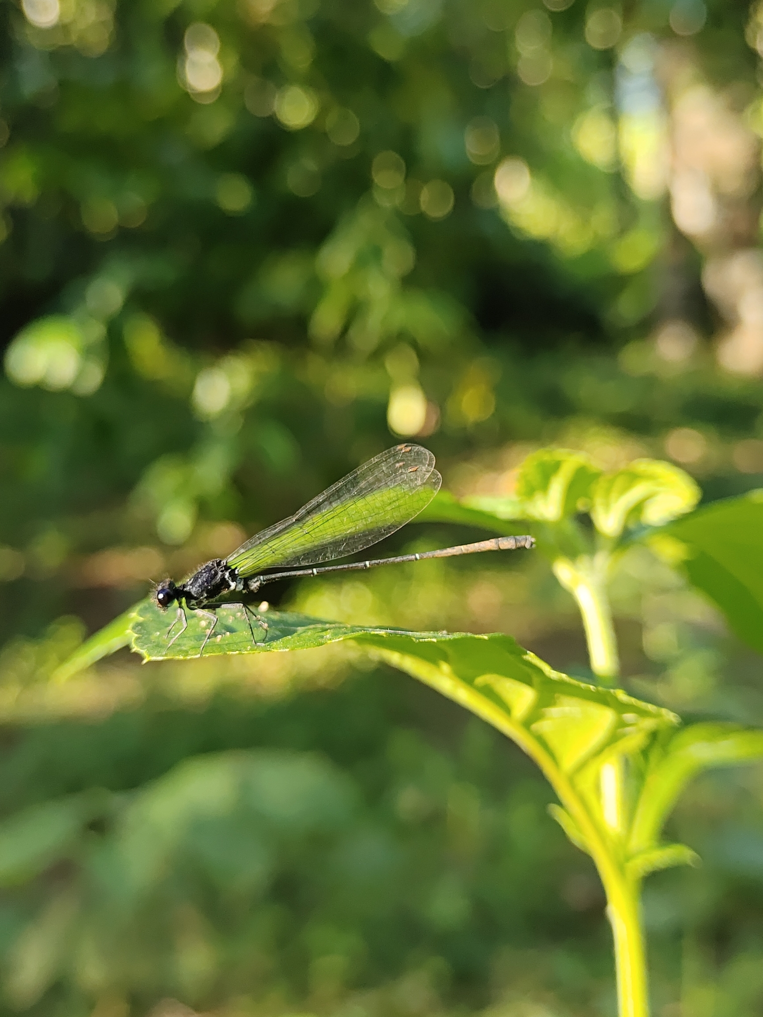 Black Shorttail