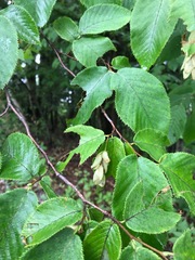 Ostrya virginiana image