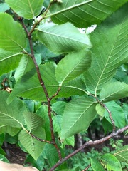 Ostrya virginiana image