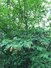 Ostrya virginiana image