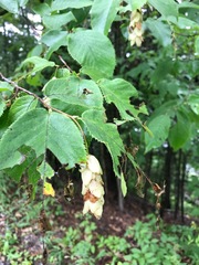 Ostrya virginiana image