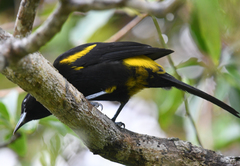 Icterus melanopsis
