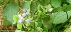 Ageratum conyzoides