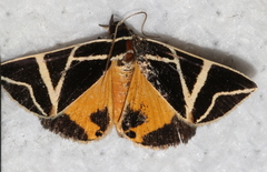 Agamana sarmentosa