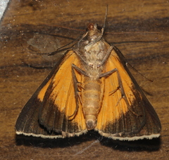 Agamana sarmentosa