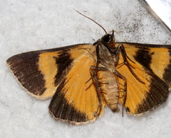 Agamana sarmentosa