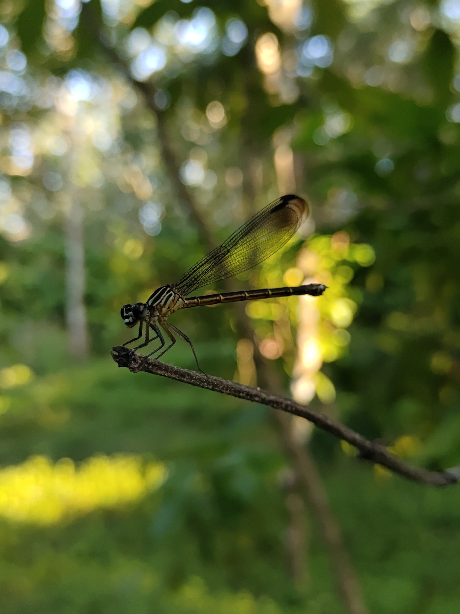 Malabar Satinwing