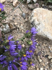 Dieteria bigelovii
