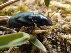 Harpalus