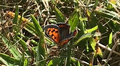 Lycaena phlaeas hypophlaeas