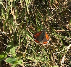 Lycaena phlaeas hypophlaeas