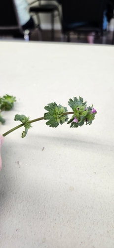 henbit deadnettle