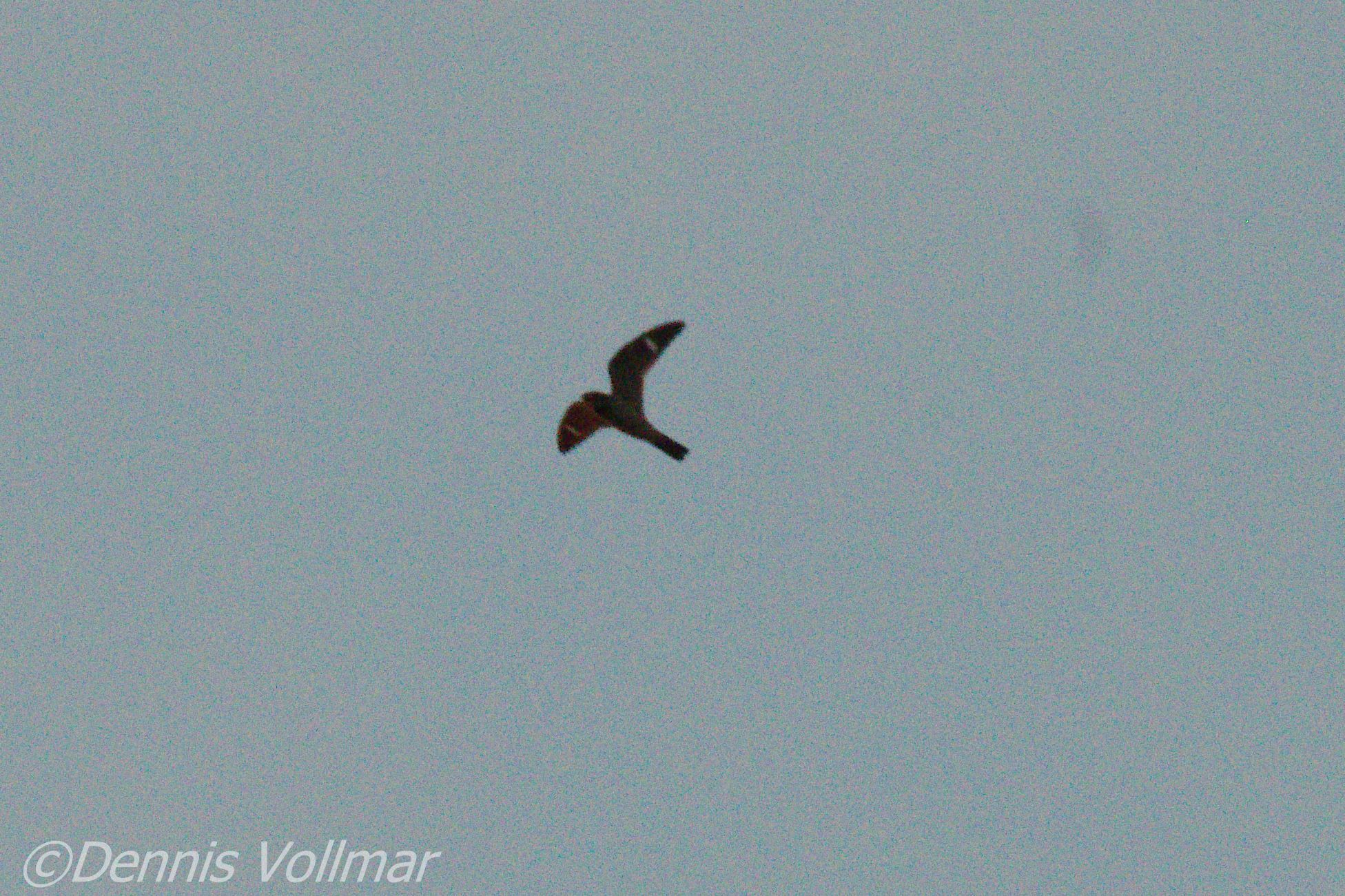 Antillean Nighthawk (Chordeiles gundlachii), photo 3