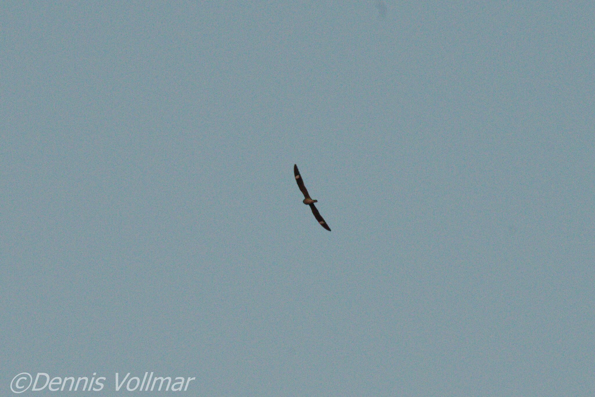 Antillean Nighthawk (Chordeiles gundlachii), photo 2