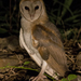 Indian Barn Owl - Photo (c) Pronoy Baidya, some rights reserved (CC BY-NC-ND), uploaded by Pronoy Baidya