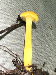 Hygrocybe puaena