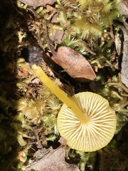 Hygrocybe puaena