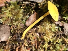 Hygrocybe puaena