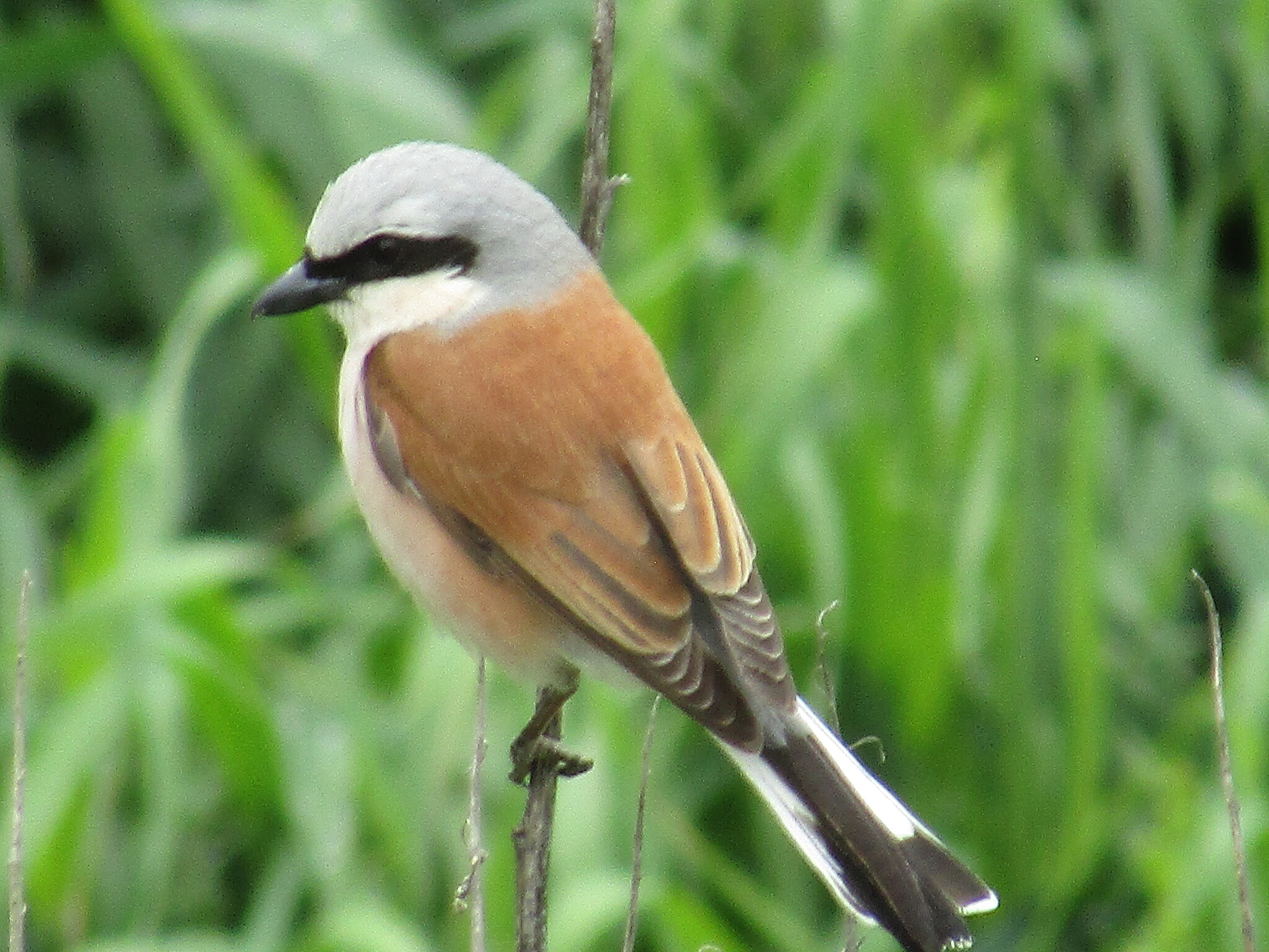 Red-backed Shrike (Lanius collurio)