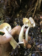 Rhodocollybia laulaha