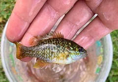 Lepomis gibbosus × macrochirus