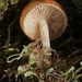 Pholiota peleae - Photo (c) missamy, algunos derechos reservados (CC BY-NC)