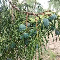 Juniperus poblana
