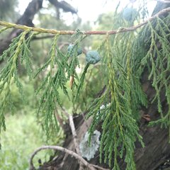 Juniperus poblana