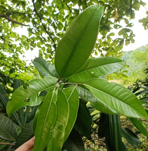 Syzygium grande, photograph 1