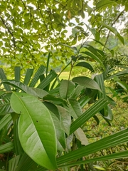 Syzygium grande, photograph (c) grass_0, some rights reserved (CC BY)