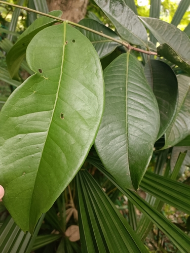 Syzygium grande, photograph 3