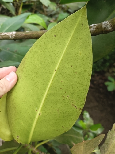 Image of Rhizophora mucronata by (c) grass_0, some rights reserved (CC BY)