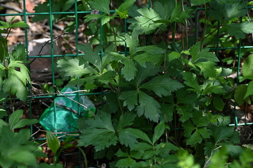 Aconitum carmichaeli iNat (1)