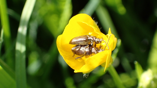 jewel reed beetle, Westbroek, Nederland, photo 7 of 10