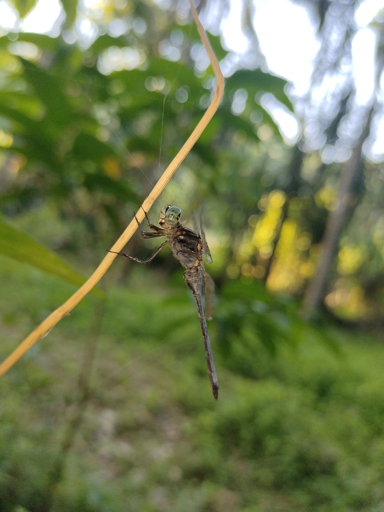 Marsh Skimmer