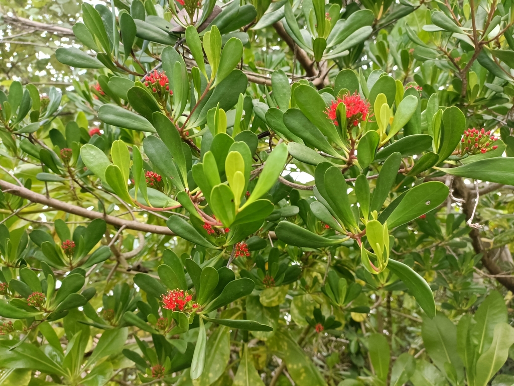 Cóc đỏ – Lumnitzera littorea