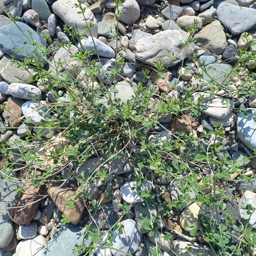 Glycyrrhiza triphylla (Glycyrrhiza triphylla)