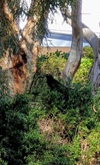 Strepera versicolor melanoptera