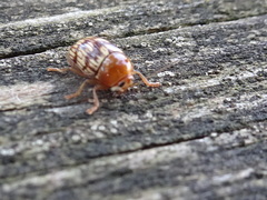 Cryptocephalus fulguratus