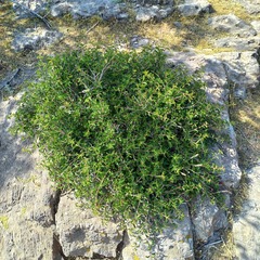 Prunus griffithii, photograph Alexander Dubynin, CC BY, iNaturalist via GBIF