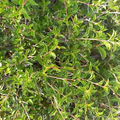Prunus griffithii, photograph Alexander Dubynin, CC BY, iNaturalist via GBIF