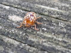 Cryptocephalus fulguratus