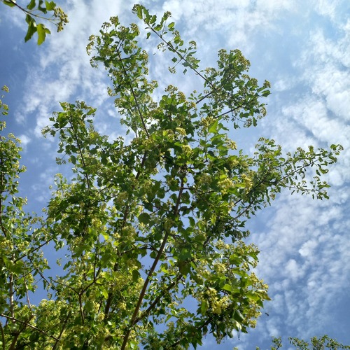 Tatar maple (Acer tataricum)