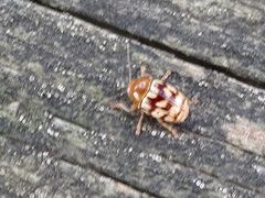 Cryptocephalus fulguratus