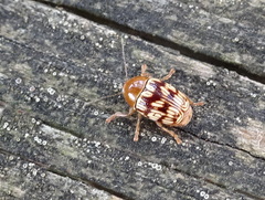 Cryptocephalus fulguratus