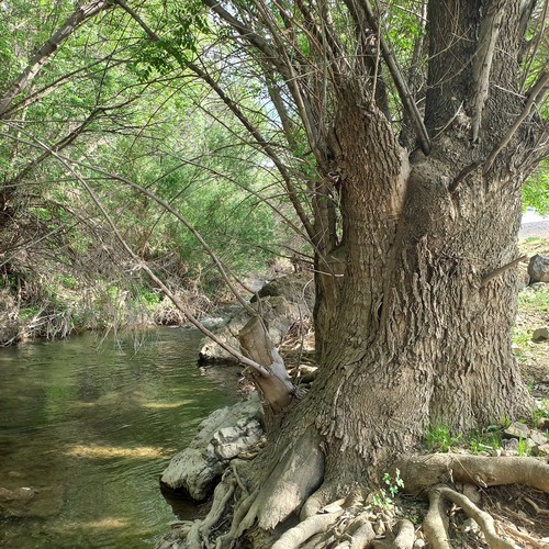 Fraxinus sogdiana, photograph 6