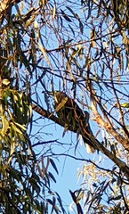 Strepera versicolor melanoptera