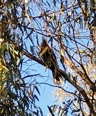 Strepera versicolor melanoptera