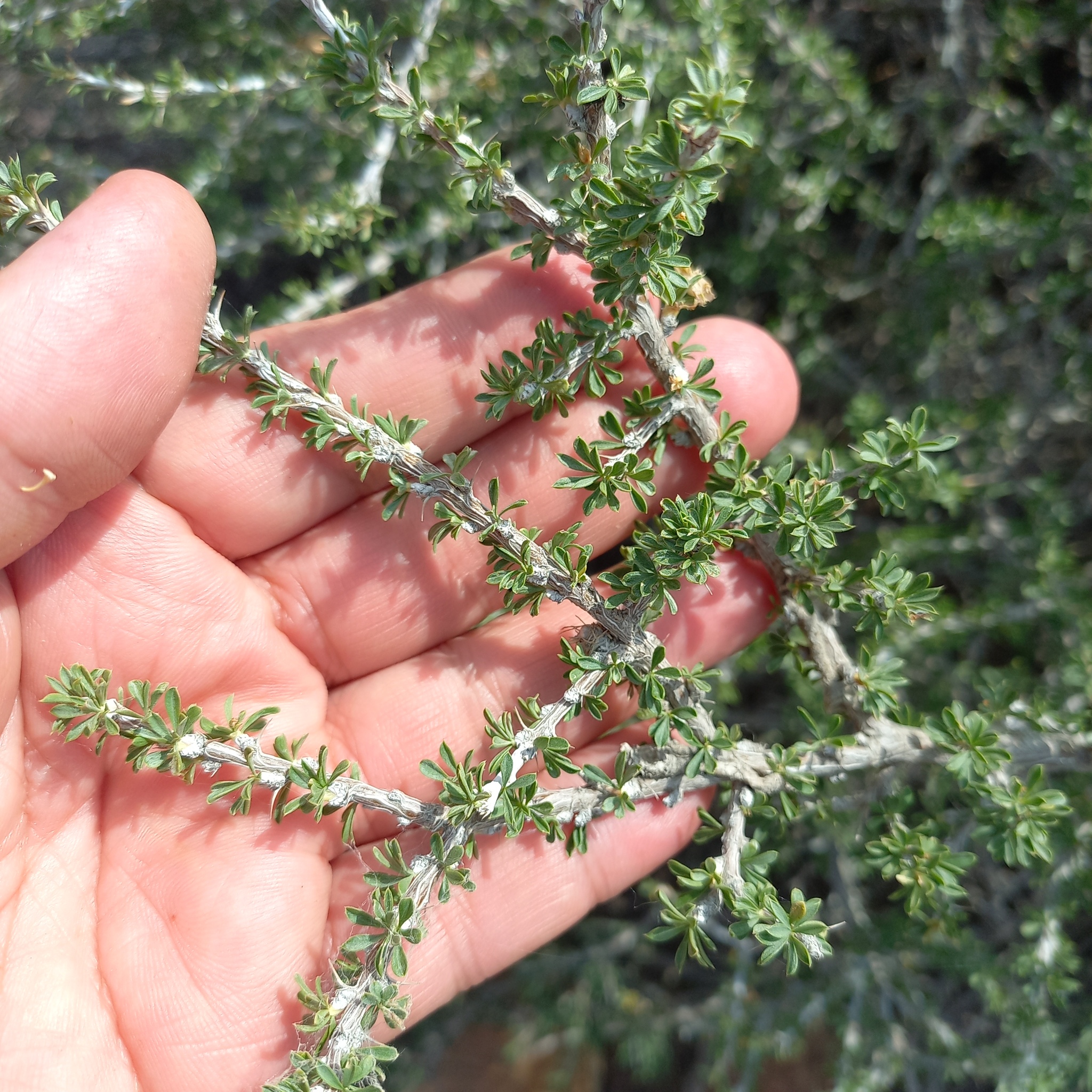 Caragana balchaschensis