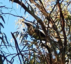 Strepera versicolor melanoptera